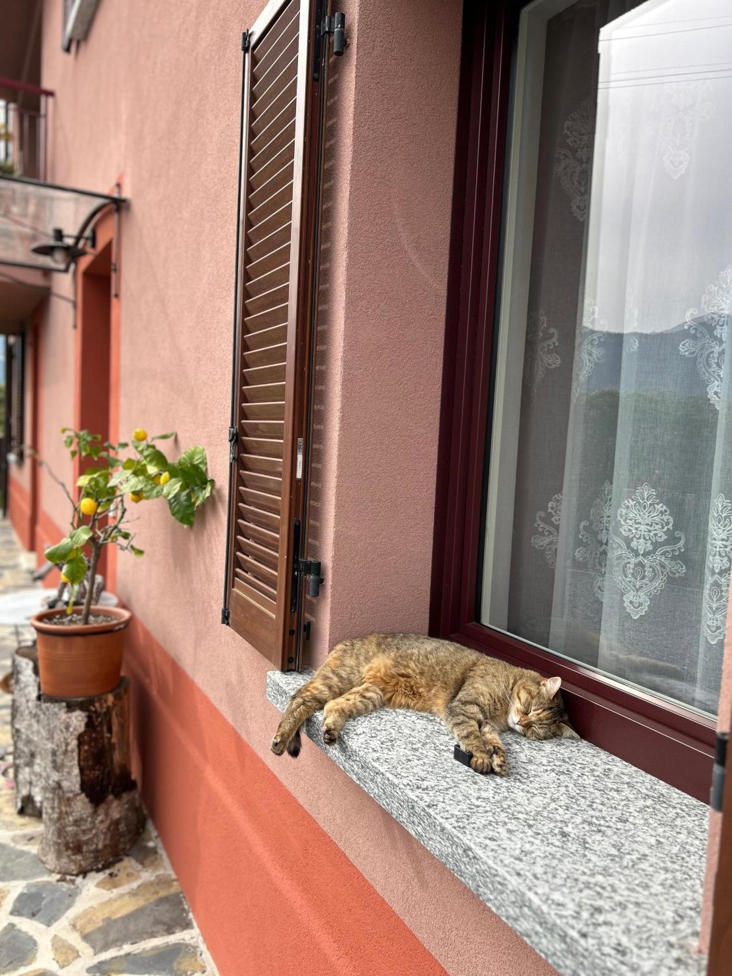 Il Mallo Verde - Lake Como B&B Mandello del Lario Zewnętrze zdjęcie